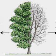 Hasta ağaç nasıl hayat bulur