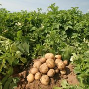 Patates gübreleme