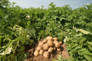 Patates gübreleme