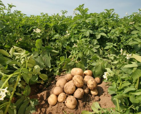 Patates gübreleme