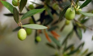 Zeytin İçin Gübre, Zeytin gübresi, Zeytin için hangi gübre kullanılır, Hangi gübre zeytinde kullanılır.