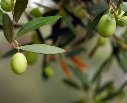 Zeytin İçin Gübre, Zeytin gübresi, Zeytin için hangi gübre kullanılır, Hangi gübre zeytinde kullanılır.