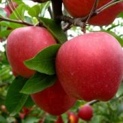 Elma ağacı hastalıkları