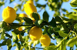 Limon ağacı büyümesi