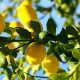 Limon ağacı büyümesi